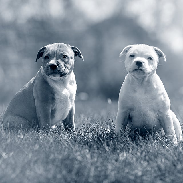Twee honden die in gras zitten.