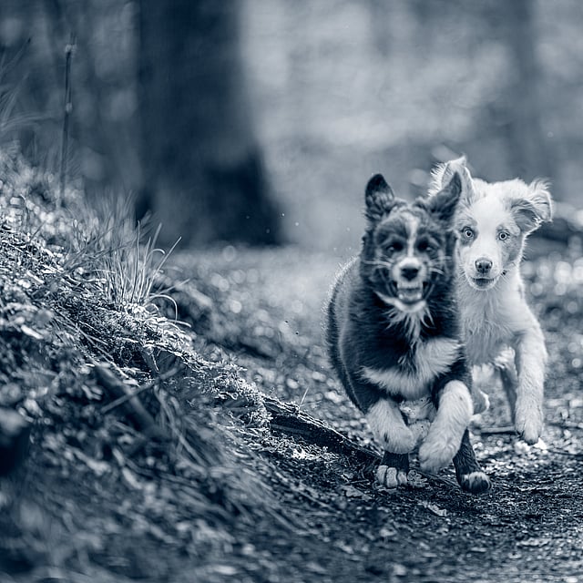 Twee honden die op een onverharde weg lopen.