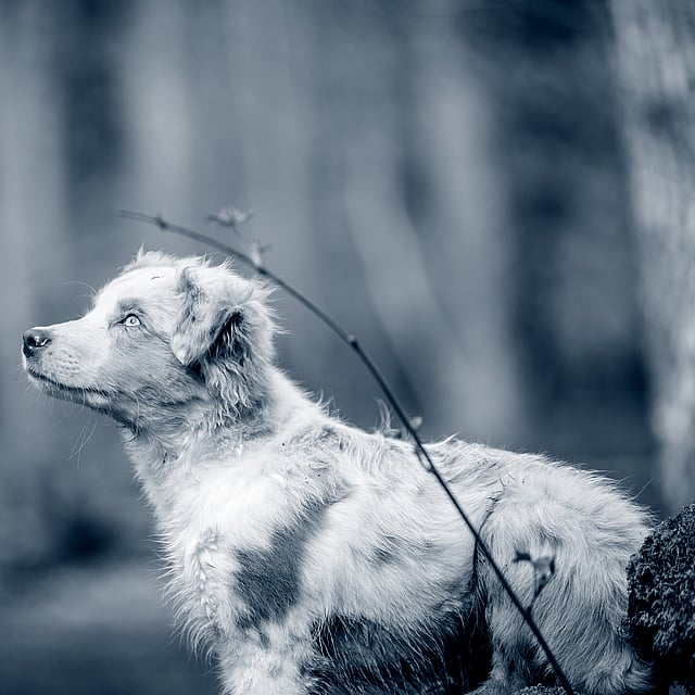 Een hond die zich in het bos bevindt.