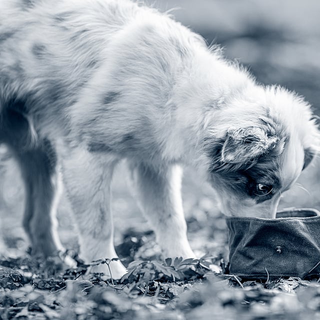 Een hond die aan een klein voorwerp snuift.