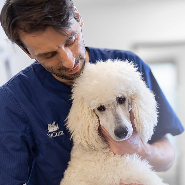 Een persoon die een witte hond vasthoudt.