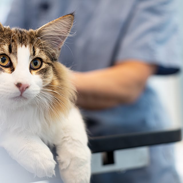 Een kat met gele ogen.
