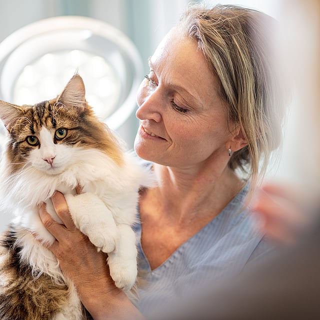 Een persoon die een kat vasthoudt.