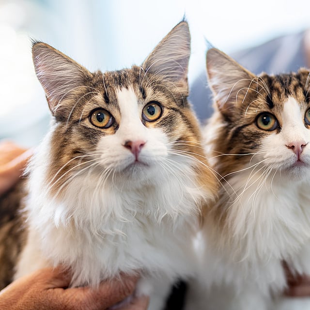 Twee katten met lange bakkebaarden.