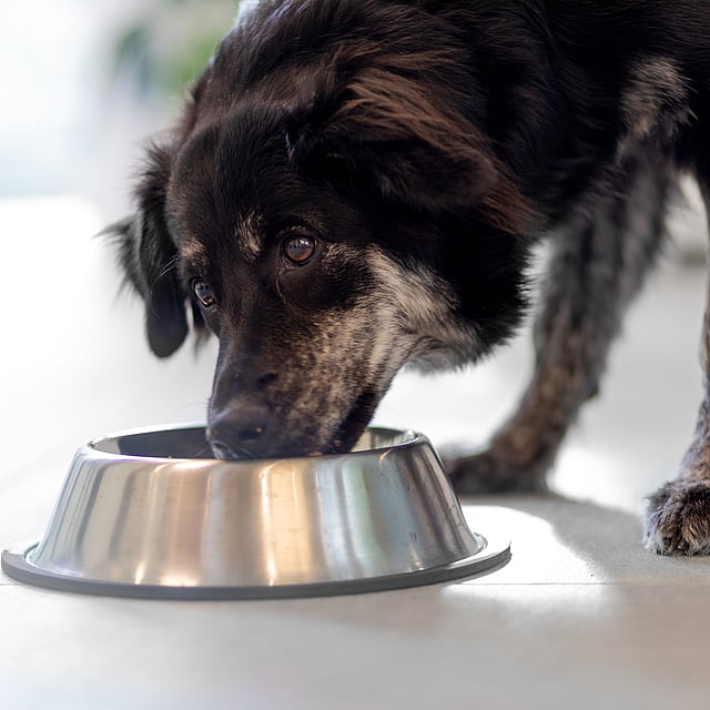 Een hond die uit een kom eet.