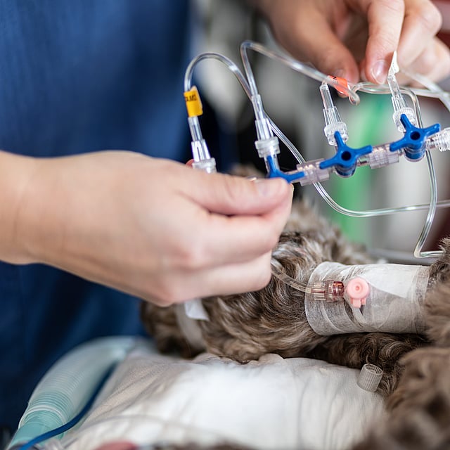 Een persoon die een buis tegen een hond houdt.
