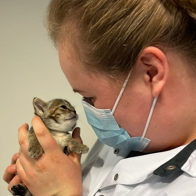 kitten met dierenarts