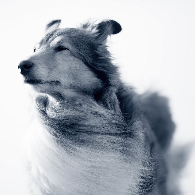 Een hond met lang haar.