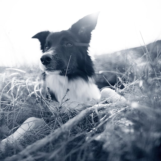 Een hond die in het gras ligt.
