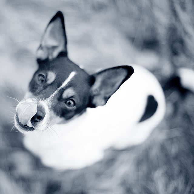 Dog licking its nose