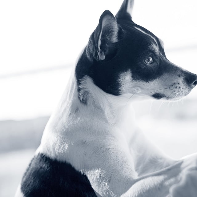 Een hond die iemands poot bekijkt.