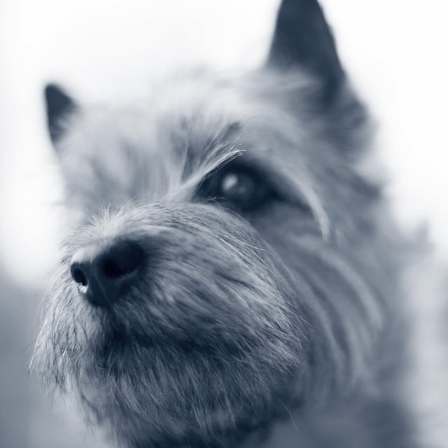 Een close-up van een hond.