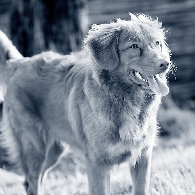 Een hond die zich in het gras bevindt.