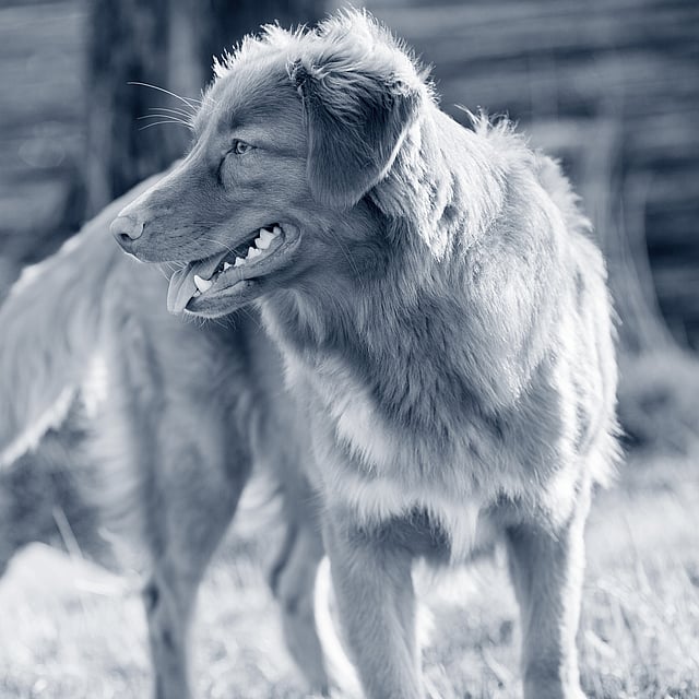 Een hond die zich in het gras bevindt.