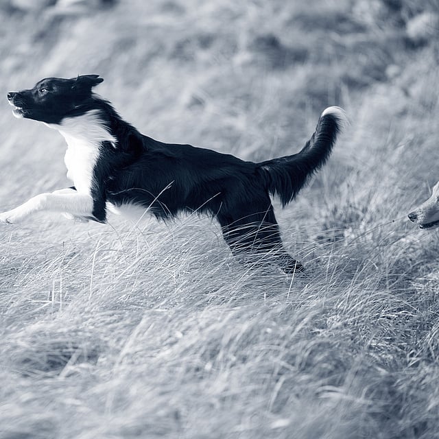 Een hond die in een veld loopt.