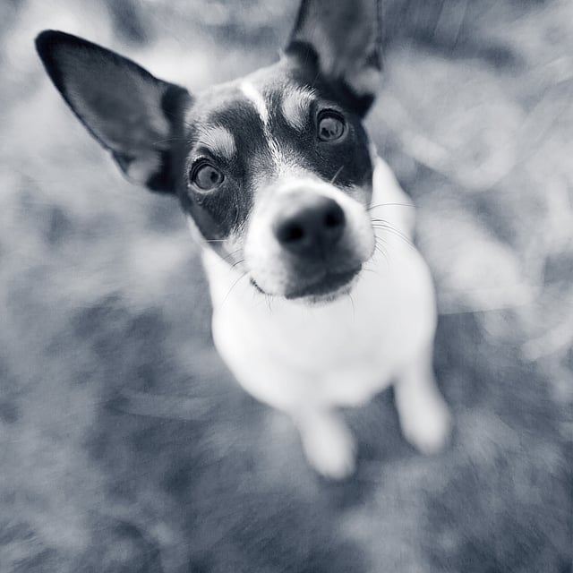 Een hond die omhoog naar de camera kijkt.