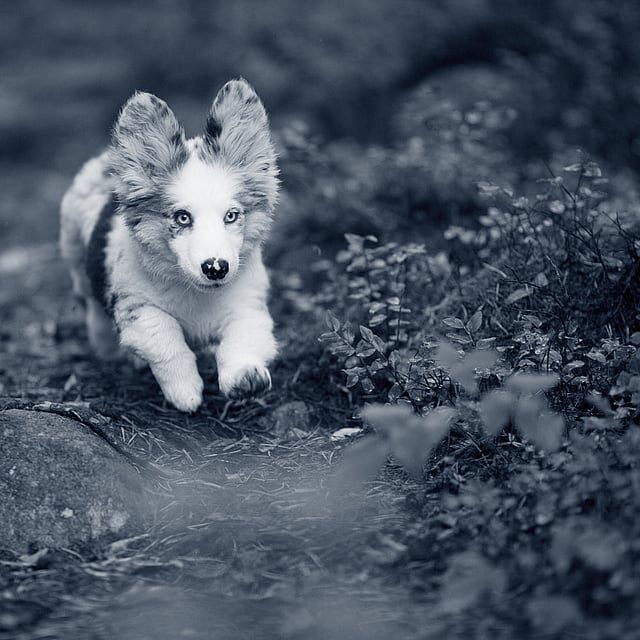 Een hond die op de grond rent.