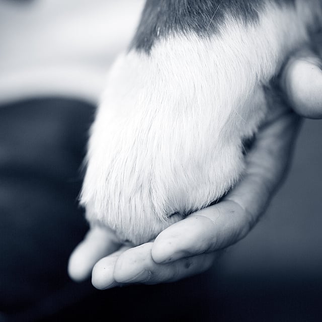 Een hand die een poot houdt.