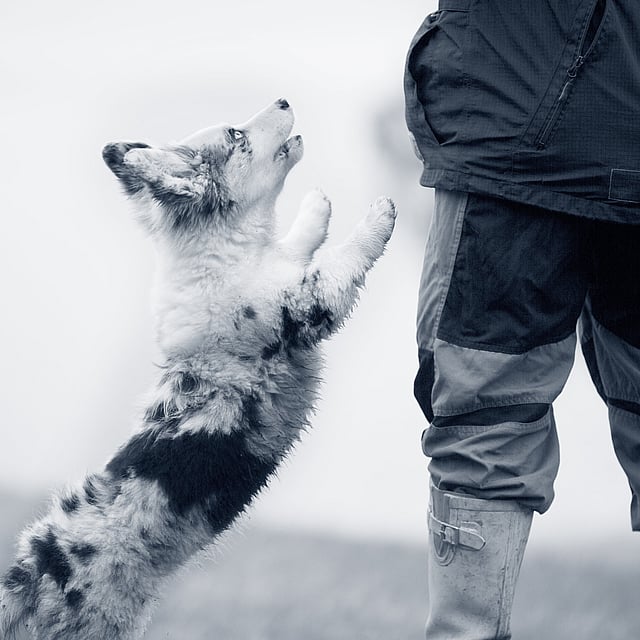 Een hond die naar een persoon springt.