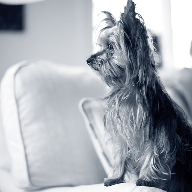 Een hond zittend op een bank.