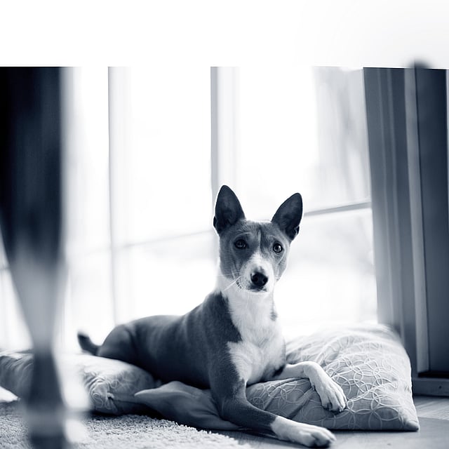 Een hond die op een kussen ligt.