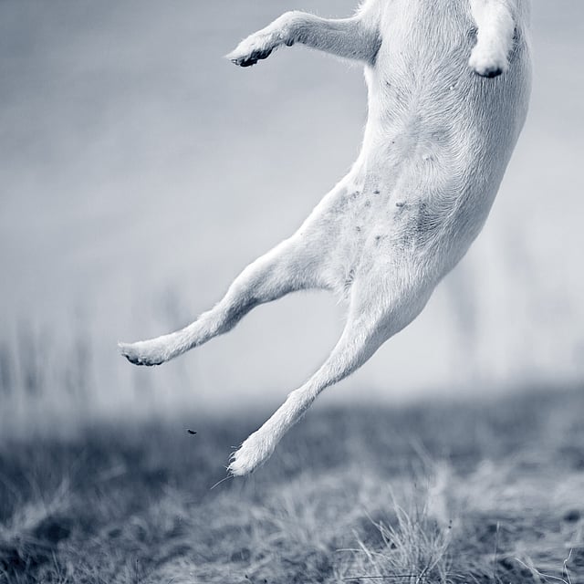Een hond die in de lucht springt.