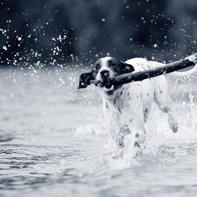 Een hond die in het water loopt met een stok in zijn bek.