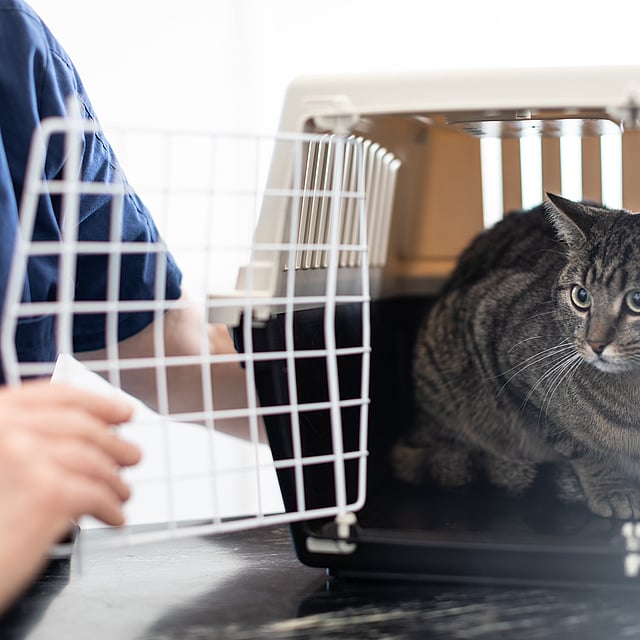 Een kat in een kooi.
