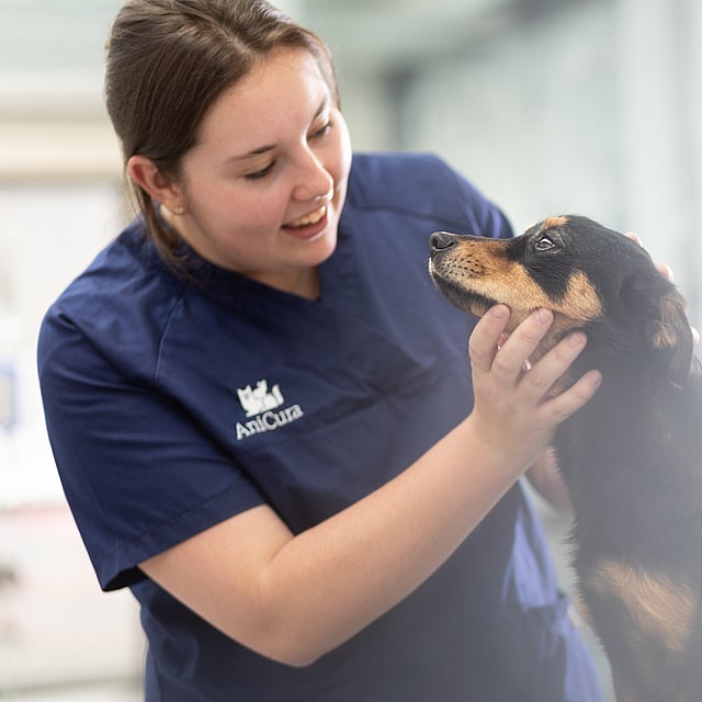 Een persoon die een hond aait.