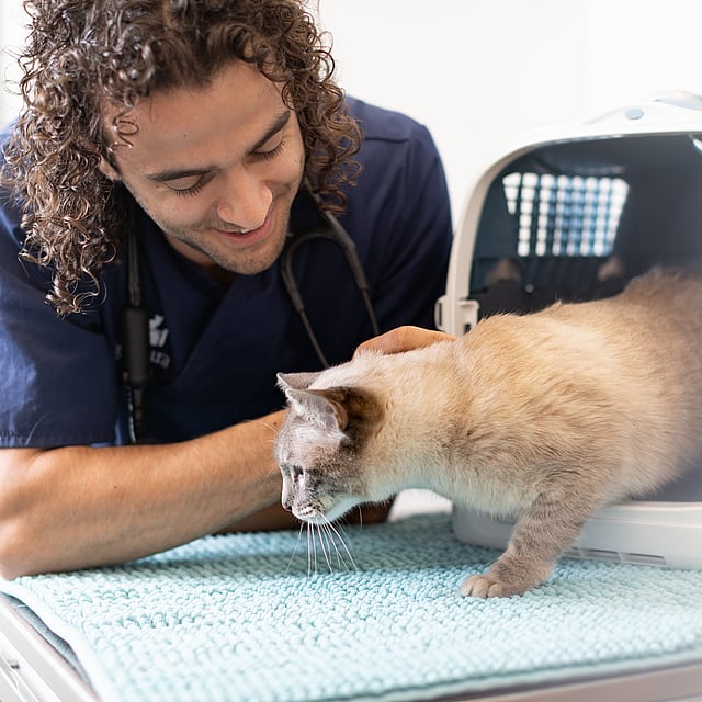 Een persoon met een stethoscoop die naar een kat in een reismand kijkt.