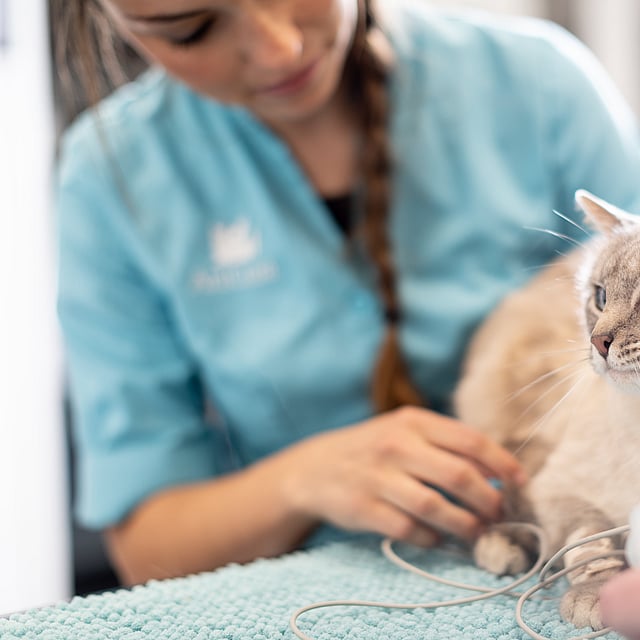 Een persoon die een kat vasthoudt.