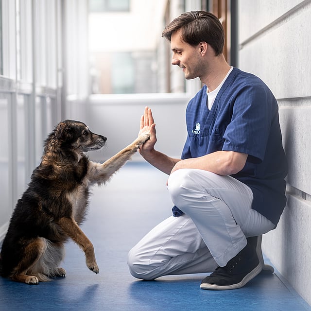 Dierenarts Nederland