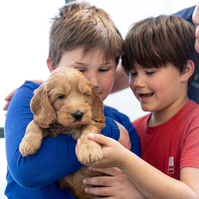 Een groep jonge geitjes die een puppy houden.