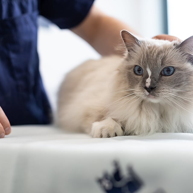 Een kat liggend op een tafel.