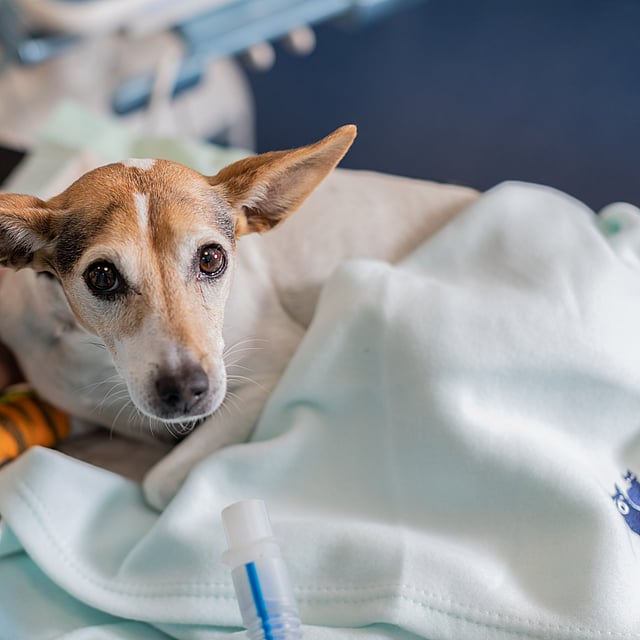 Een hond liggend op een deken.