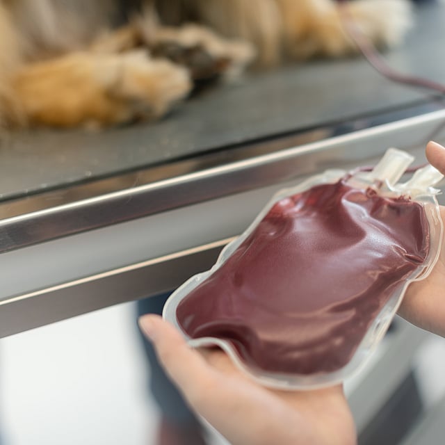 Bloed voor bloedtransfusie hond