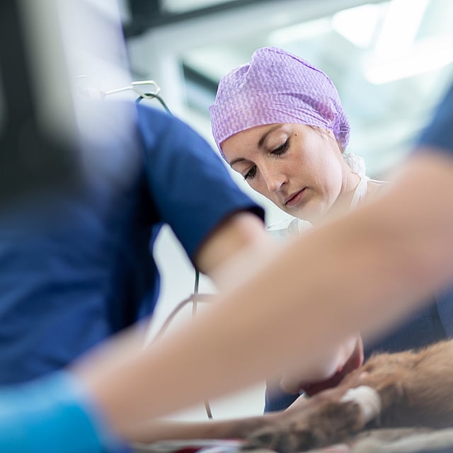 Een persoon in scrubs en een paarse pet op een hond.