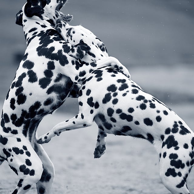 Two dalmatians playing