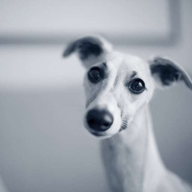 Een hond die de camera bekijkt.