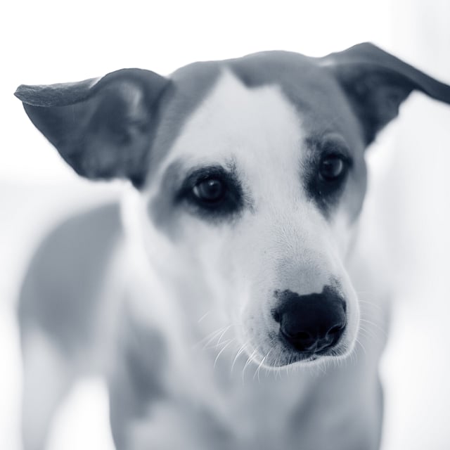 Een close-up van een hond.