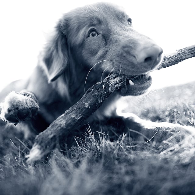 Een hond die een stok in zijn bek houdt.