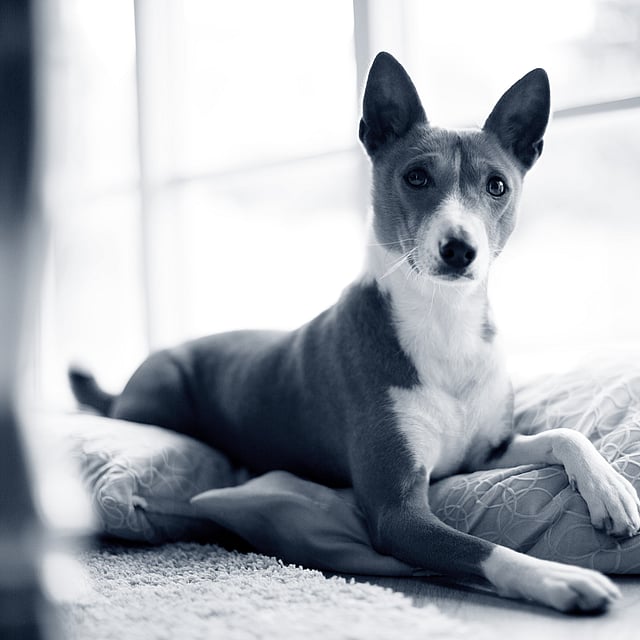 Een hond die op een kussen ligt.