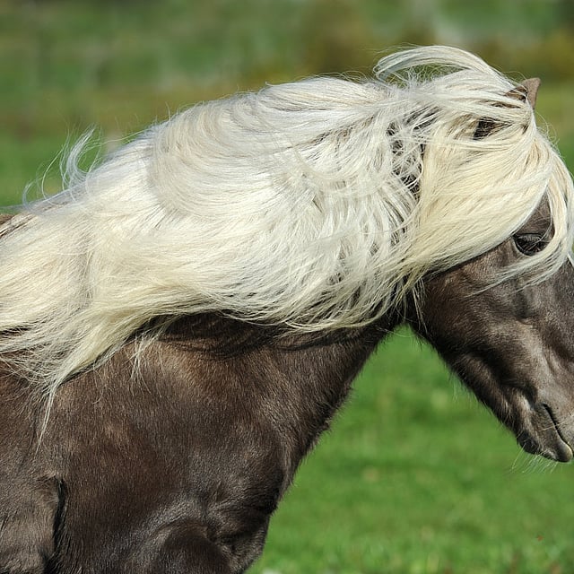 Een paard met lang haar.