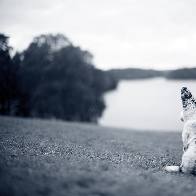 Een hond die op gras zit en water bekijkt.