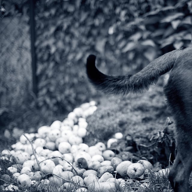 Een hond die in het gras loopt.