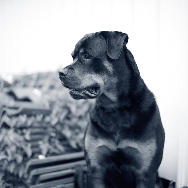 Een hond die in een kamer zit.