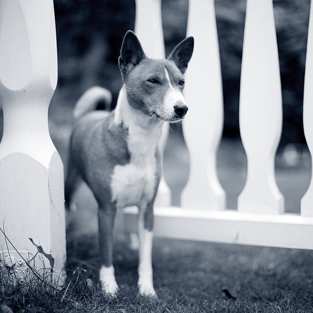 Een hond die zich voor een witte omheining bevindt.