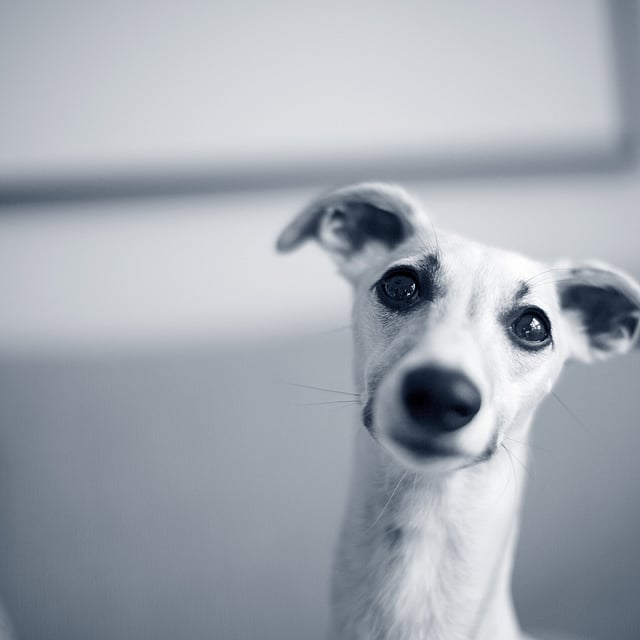 Een hond die de camera bekijkt.