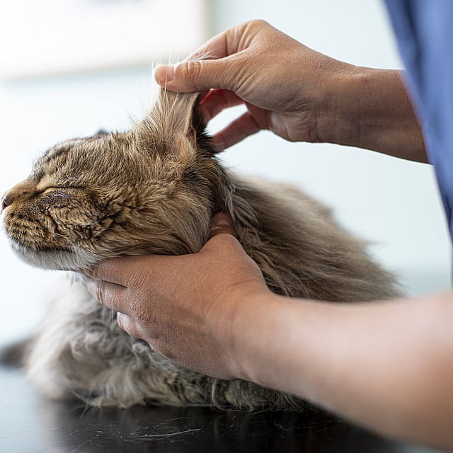 Een persoon die het oor van een kat vasthoudt.