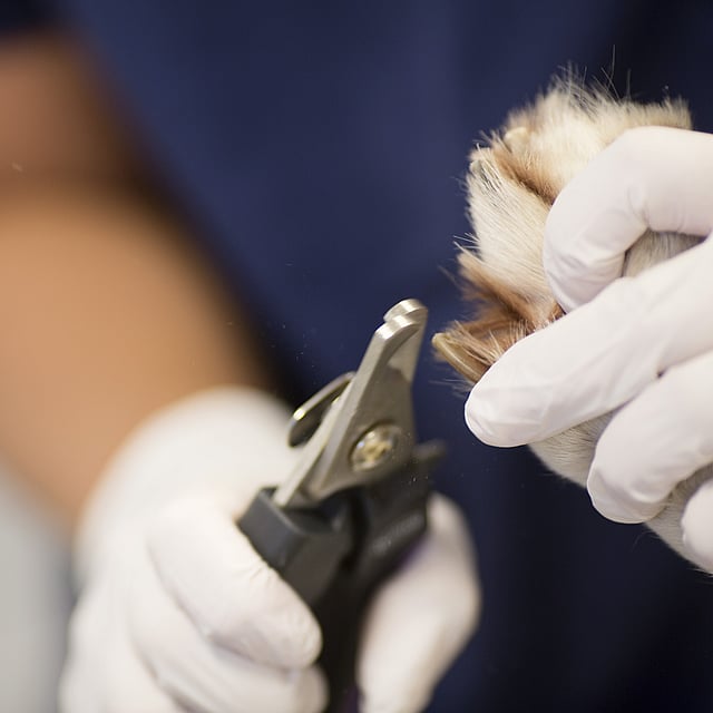 Een persoon die een vacht met een schaar knipt.